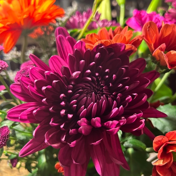 Meet your Posher, Eleni - Picture 1 of 1